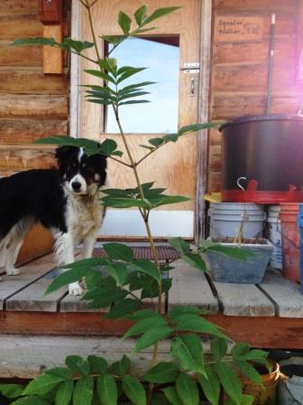 When we got home from our summer trip- a tree grownig up between the porch steps
